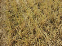 Cley Hill, Wiltshire crop circle, aerial photo 64